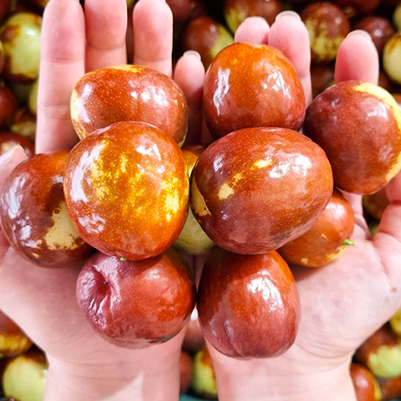 보은 건대추 건사과대추 반건조 대추 500g 1kg : 푸드11