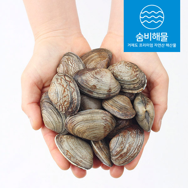 살아서 싱싱하게 도착 활 바지락 생물 800g, 1kg : 숨비해물