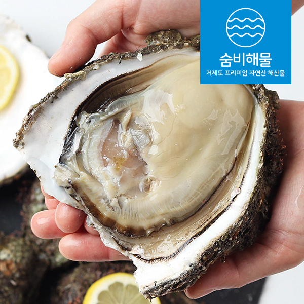 거제도 해녀 자연산 바위굴 생굴 벚굴 하프셀 굴 석화 : 숨비해물
