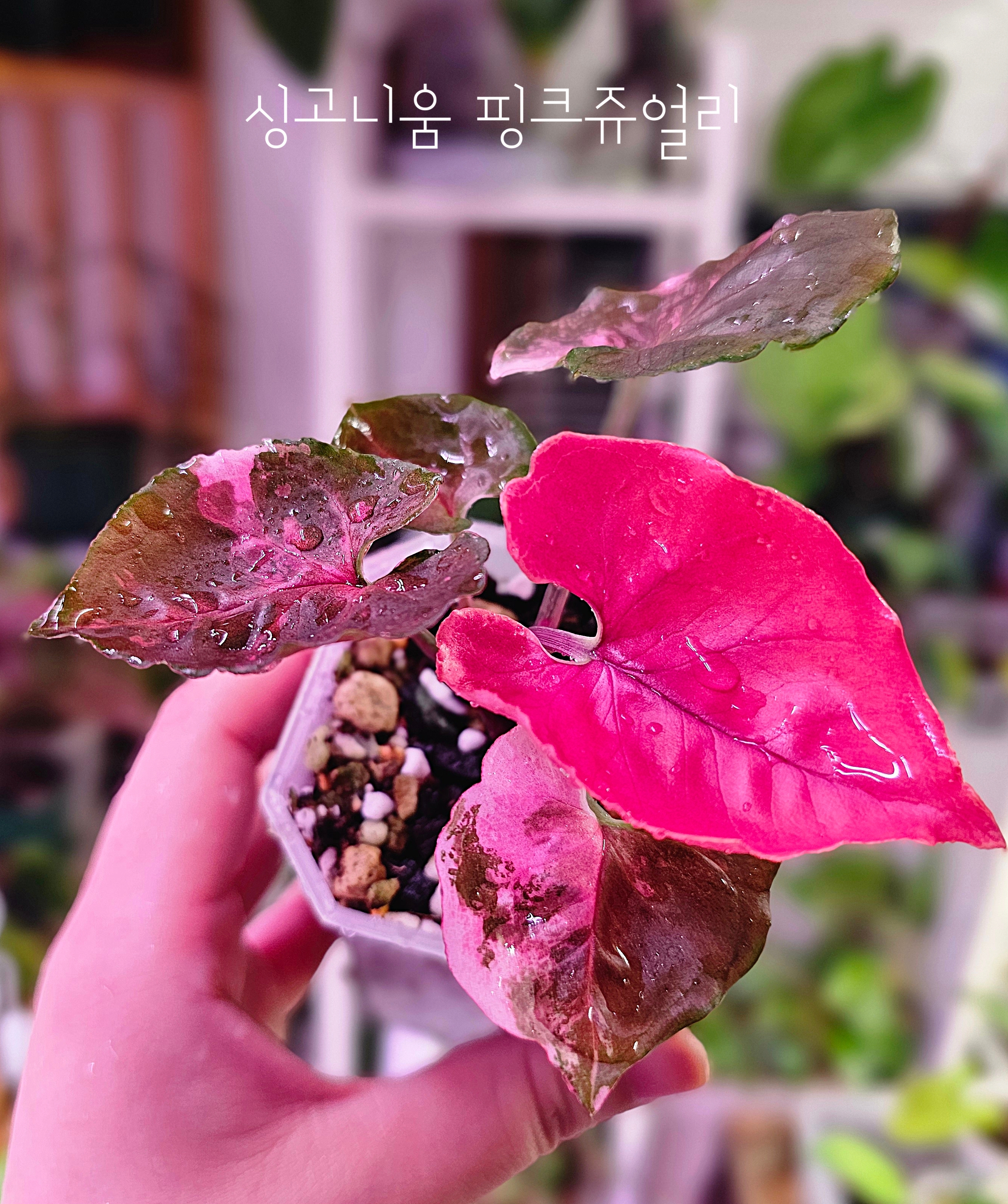 싱고니움핑크쥬얼리 : 따뜻함뜰