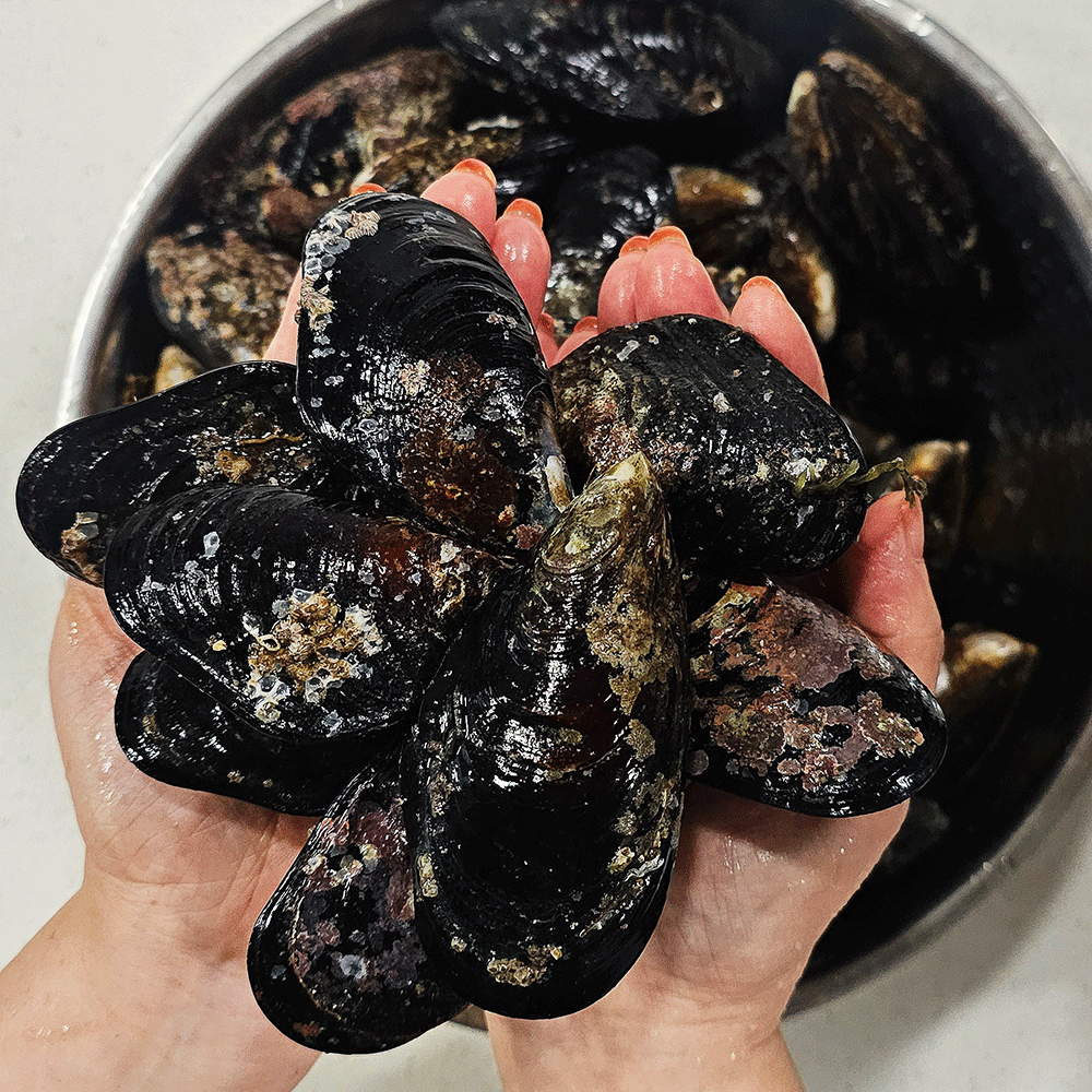 자연산 홍합 해녀채취 제철 담치 섭 손질 국내산 1kg 홍합탕 : 참바다맛