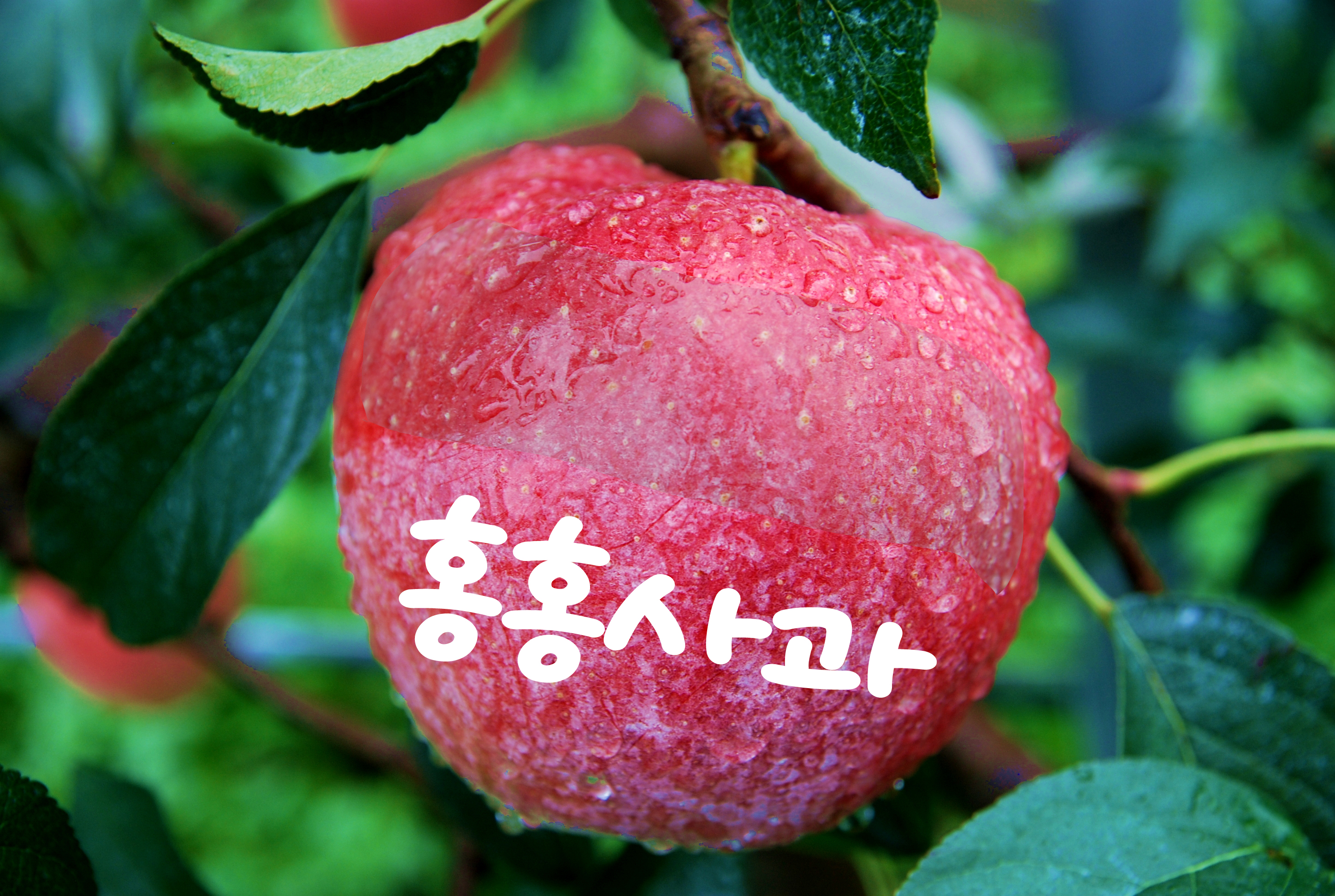 홍홍사과 새콤달콤 껍질째먹는 거창사과 황금사과 부사 시나노골드 아오리 홍로 못난이사과 가정용사과 선물용 사과 : 홍홍사과
