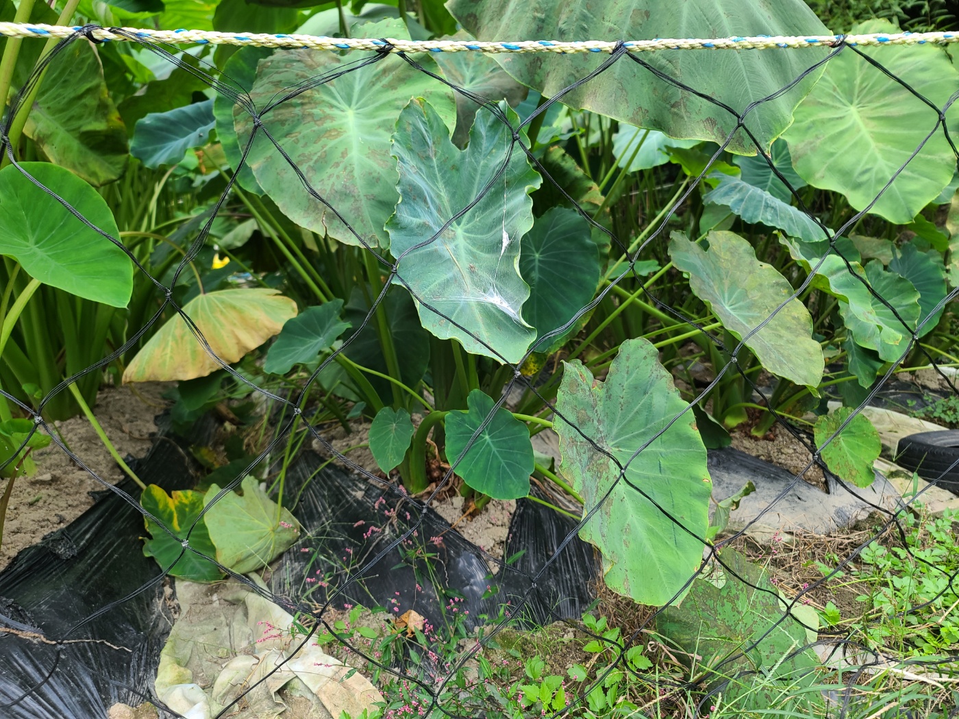 국산 왕토란대 10키로 토란대 왕토란대 타로 육계장재료 육계장 경주 토함산자연농원 : 토함산자연농원