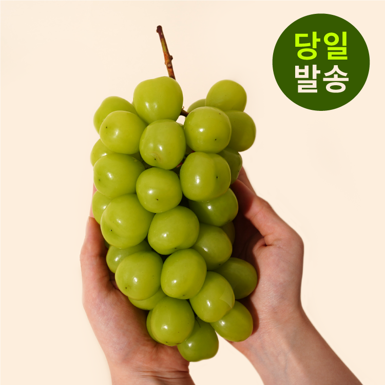 과일도감 샤인머스켓 망고포도 씨없는 포도 가정용 2.5kg (4수) : 디에스 푸즈