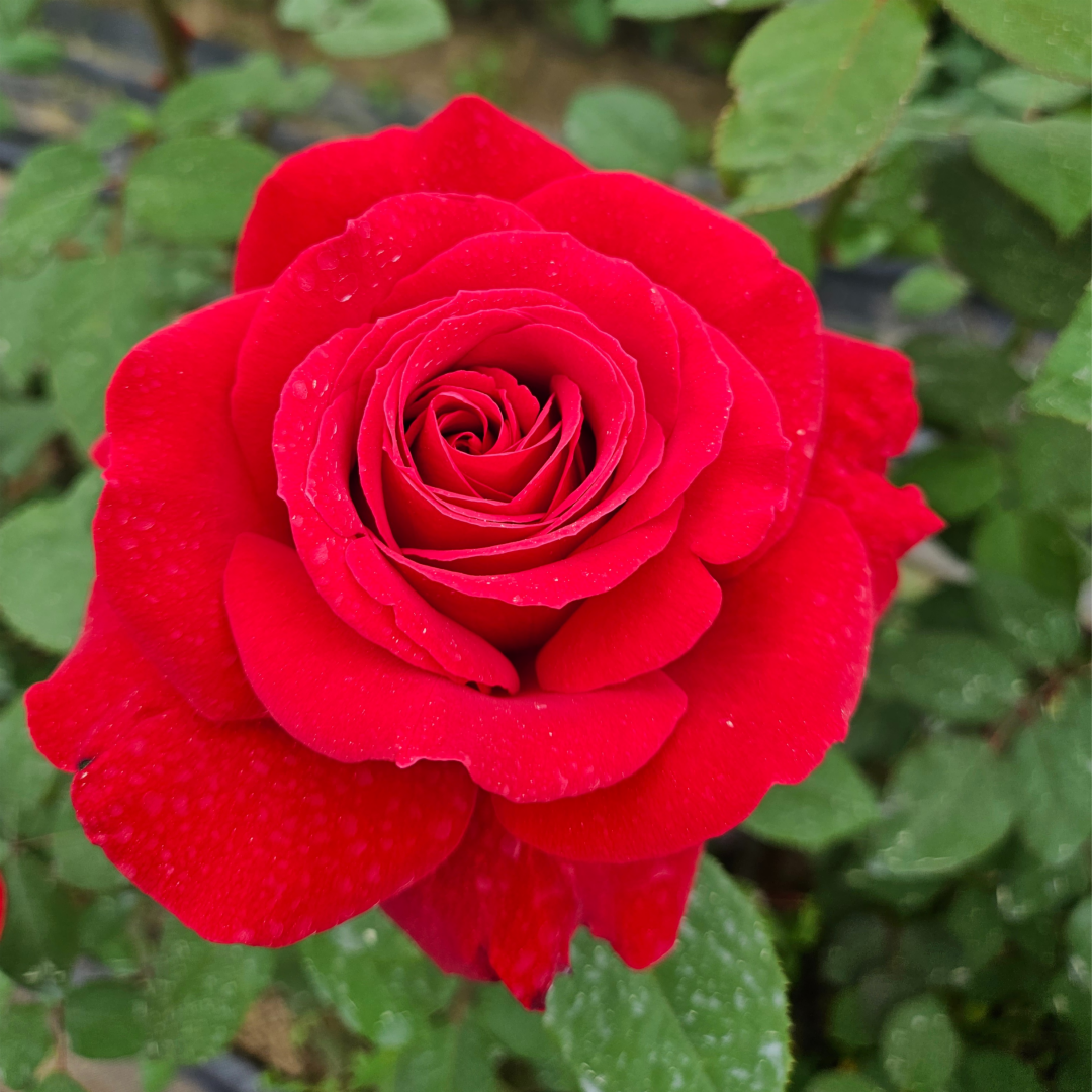 루즈 메이앙 (Rouge Meilland) 프랑스 사계 정원 장미 (슈퍼 로즈)(망포트묘) : 여왕장미 퀸즈로즈