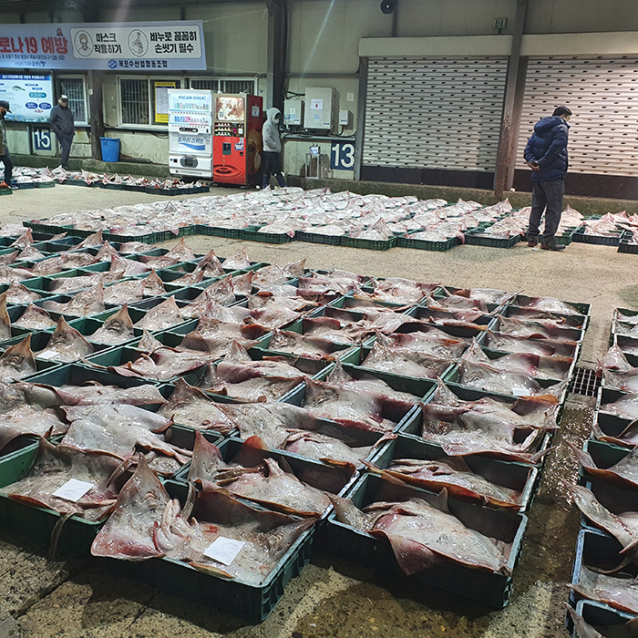 흑산도 전라도홍어 목포 흑산 홍어 애 회 코 날개살 몸살 간 참홍어 선물세트 : 합리적 쇼핑몰