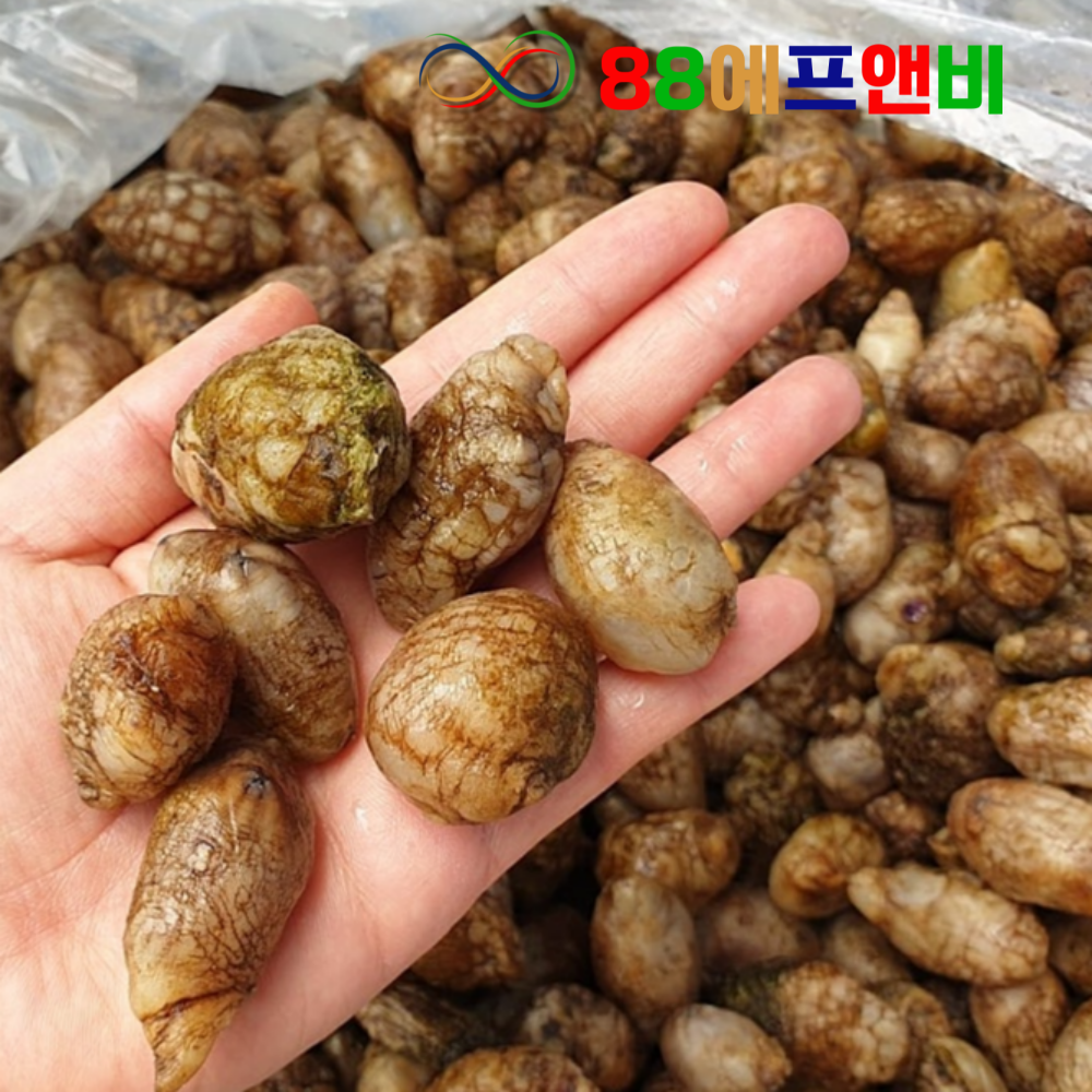국내산 냉동 오만둥이 10KG 벌크 냉동 미더덕 오만디 업소용 대용량 아구찜 해물찜 : 주식회사88에프앤비