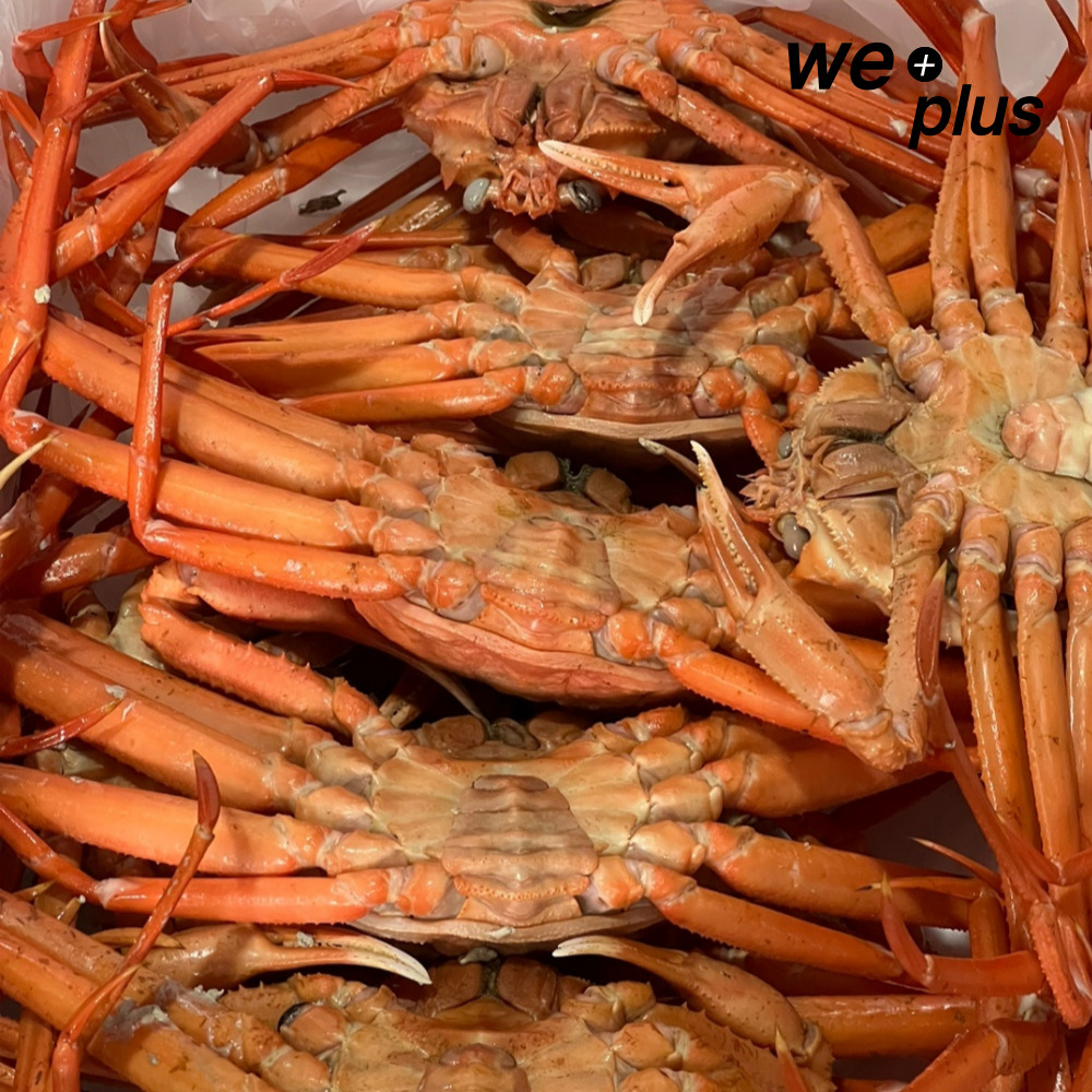 구룡포 홍게 제철 연지홍게 자숙 찜 3kg 5kg : 위플러스온