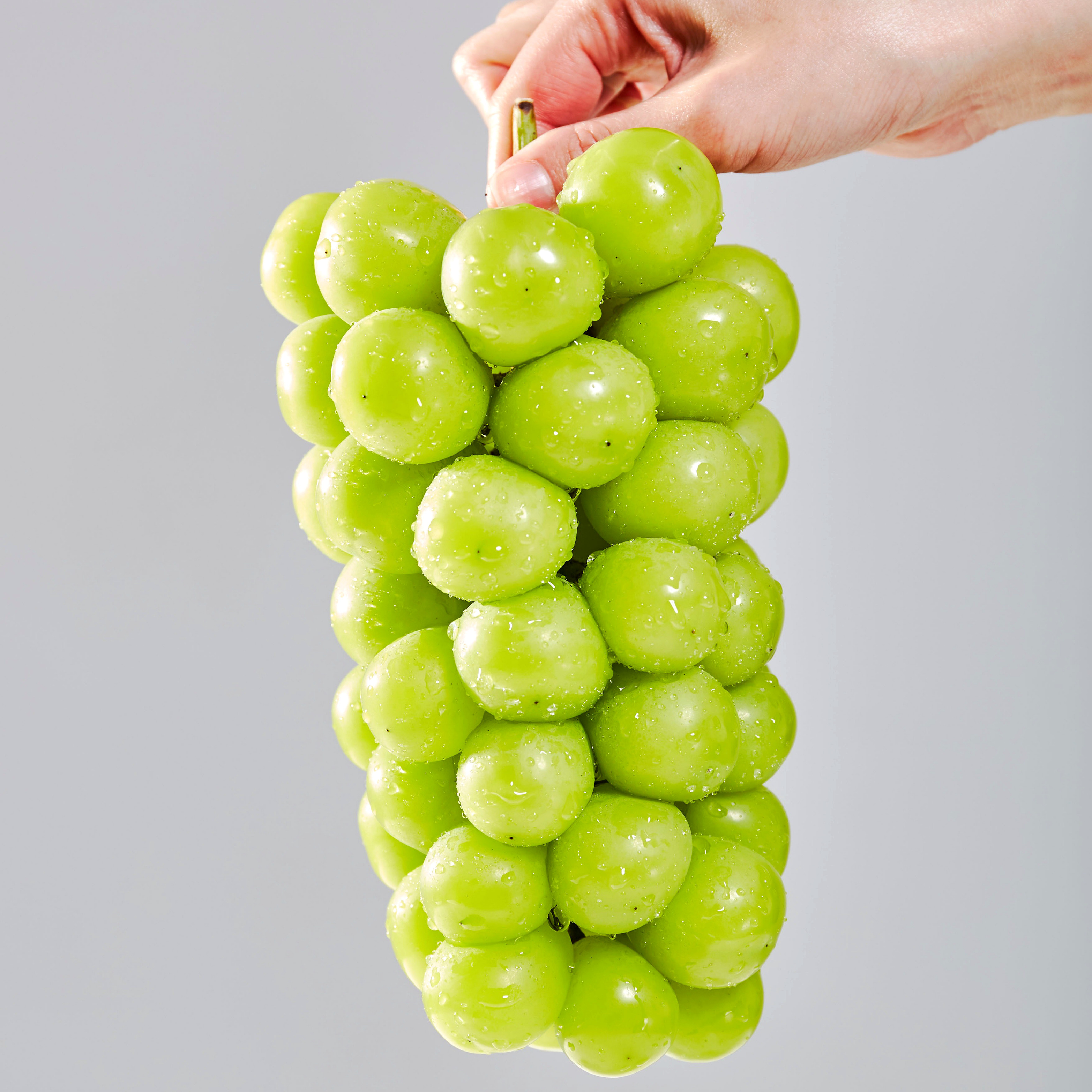 GAP 특품 고당도 수출용 샤인머스켓 망고포도 1.5KG 2KG 4KG : 위드플리