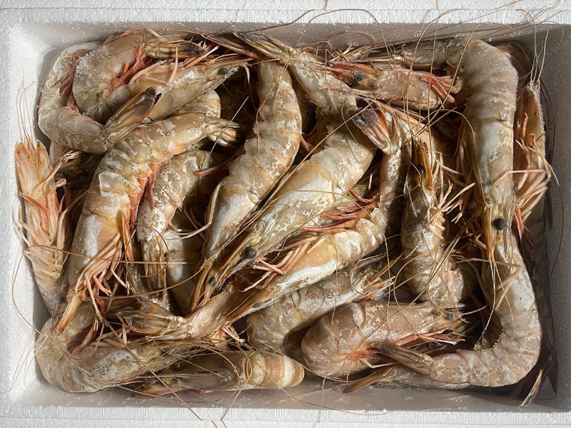 서해 자연산 대하 봄 가을 왕 새우 1Kg 1.8Kg  깐대하 새우살 500g : 대아랑