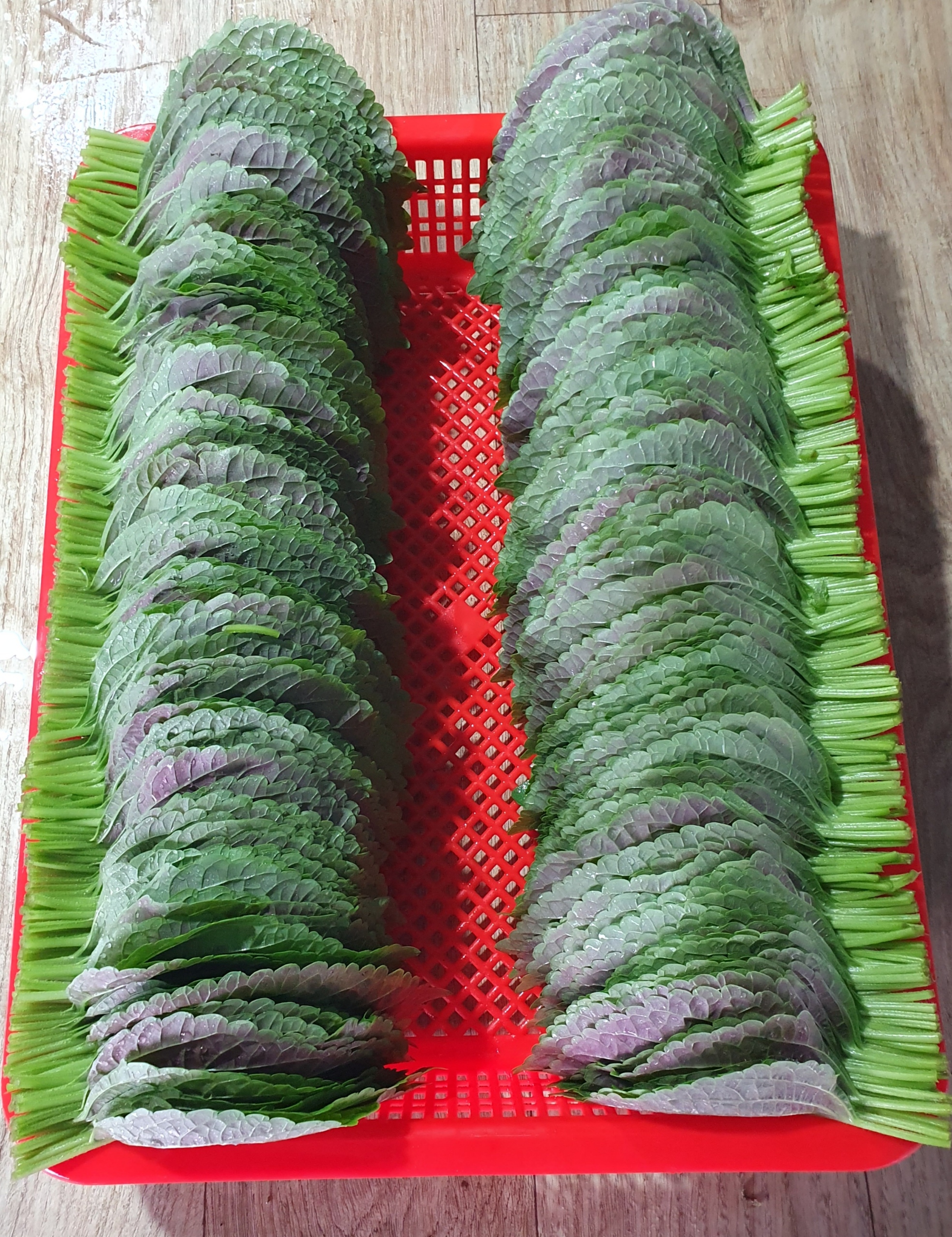 바로마켓 밀양 깻잎 1kg 2kg 당일수확 식당용깻잎 식자재 찹찹이깻잎 : 바로마켓BaroMarket
