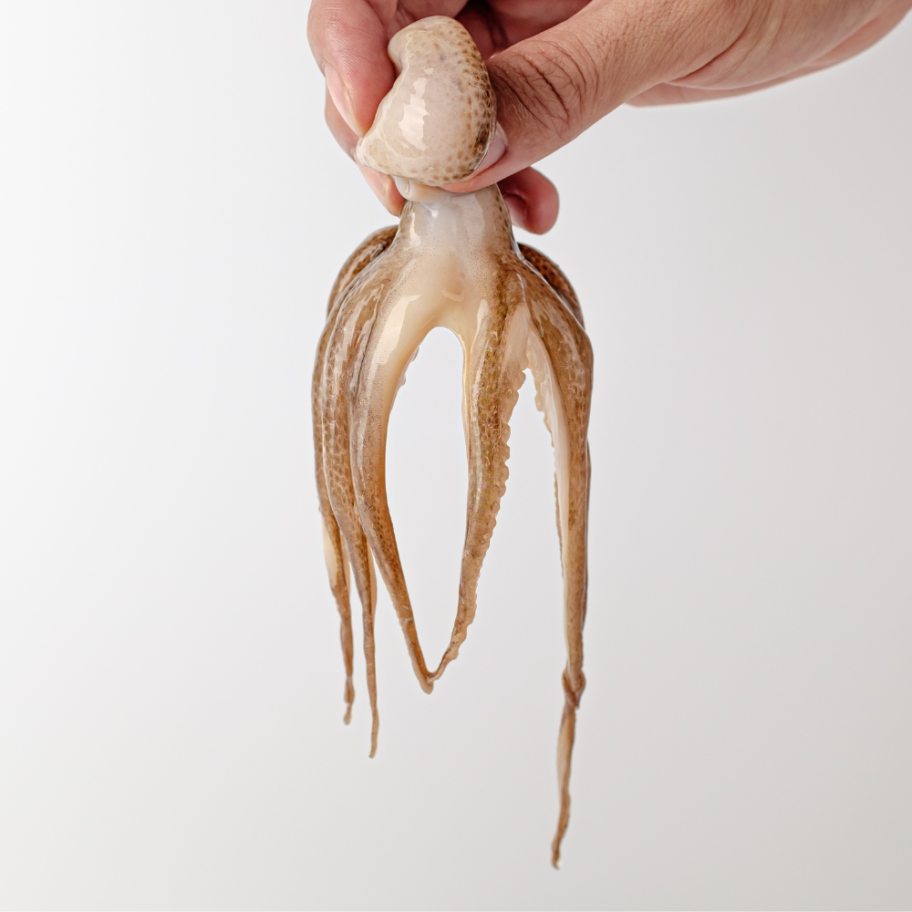 주꾸미 철 쭈꾸미 1kg 생물 냉동 알 : 예담살림곳간