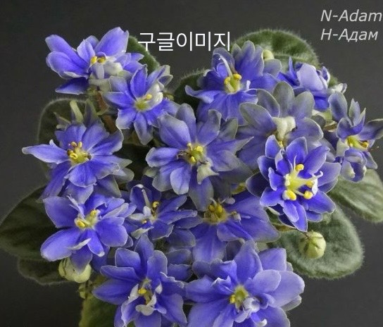 N아담 / 미니 바이올렛 사계절피는꽃 공기정화식물 하니플랜트 : 하니 플랜트