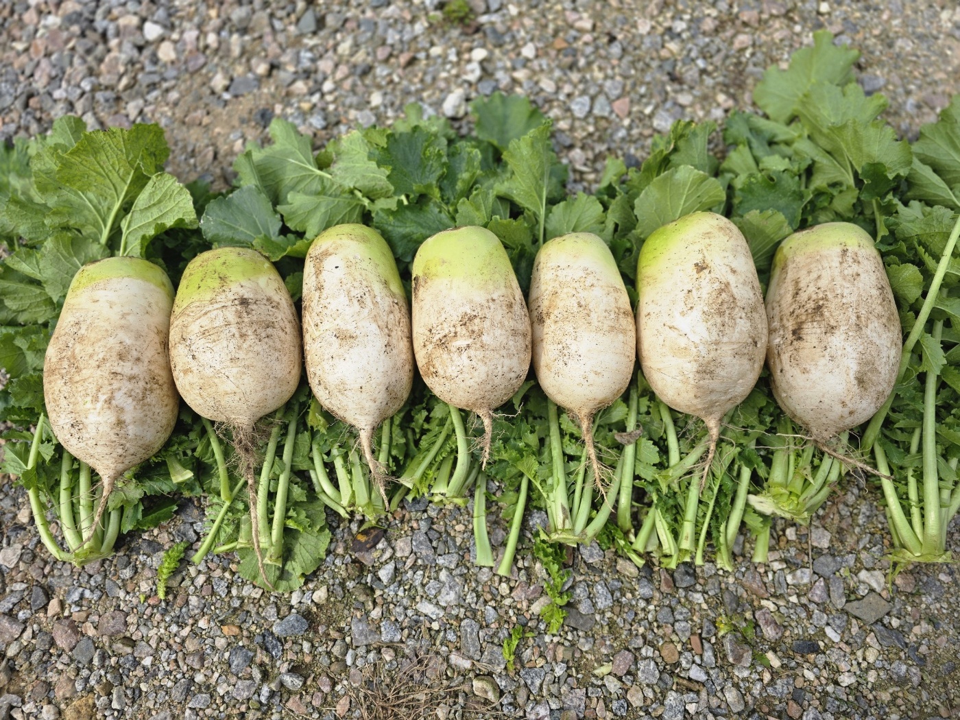 강원도 평창 고랭지 무 10kg 직접 키운 국내산 100% : 평창밤나무골농원