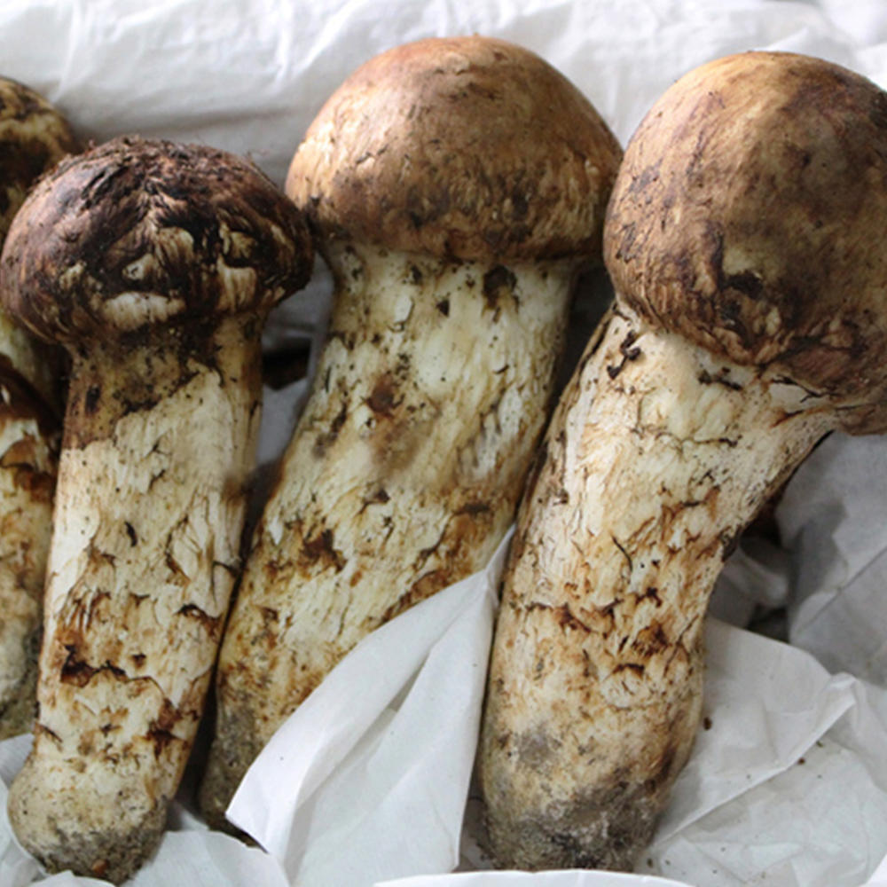 국내산 양양 자연산 송이버섯500g/1kg 1/2/3/4등급 : 코스트코2015