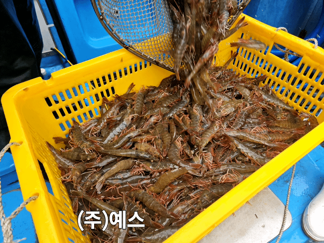 국산 활새우 제철 신안(고성) 흰다리새우 새우철 생새우 왕새우 1kg : 통영예스수산