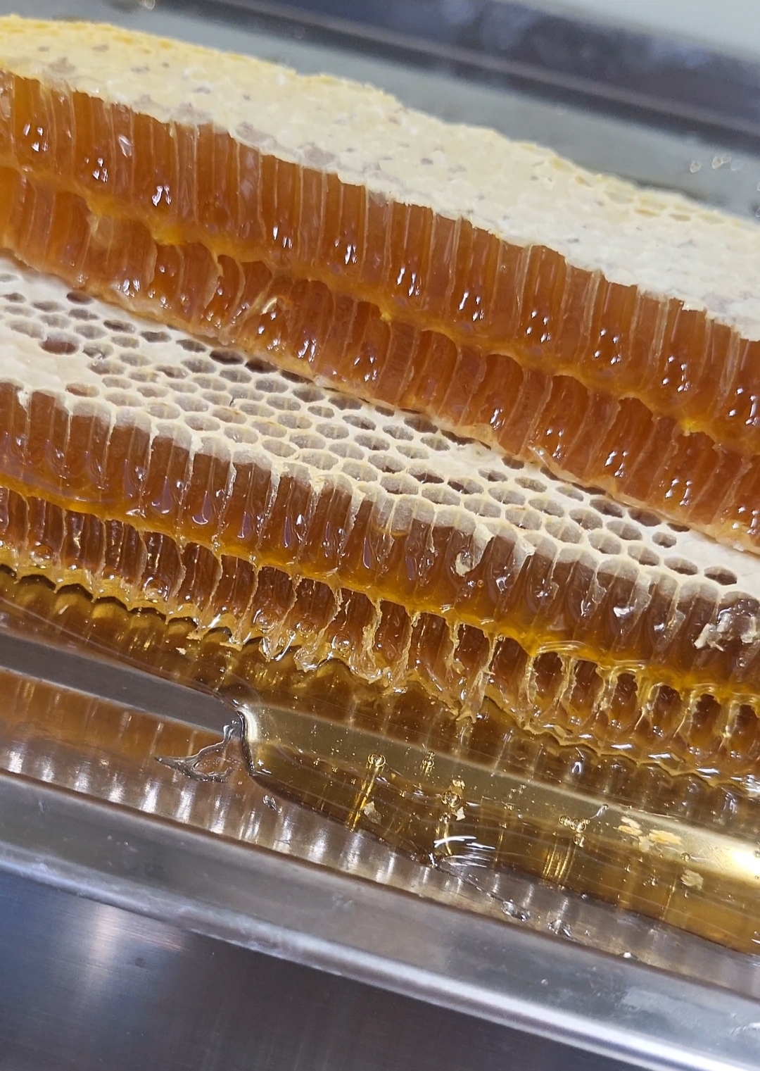 대한양봉100%국내산 벌집꿀1kg 대용량 도매 (업소용) 벌꿀집 : 대한양봉 허니큐브
