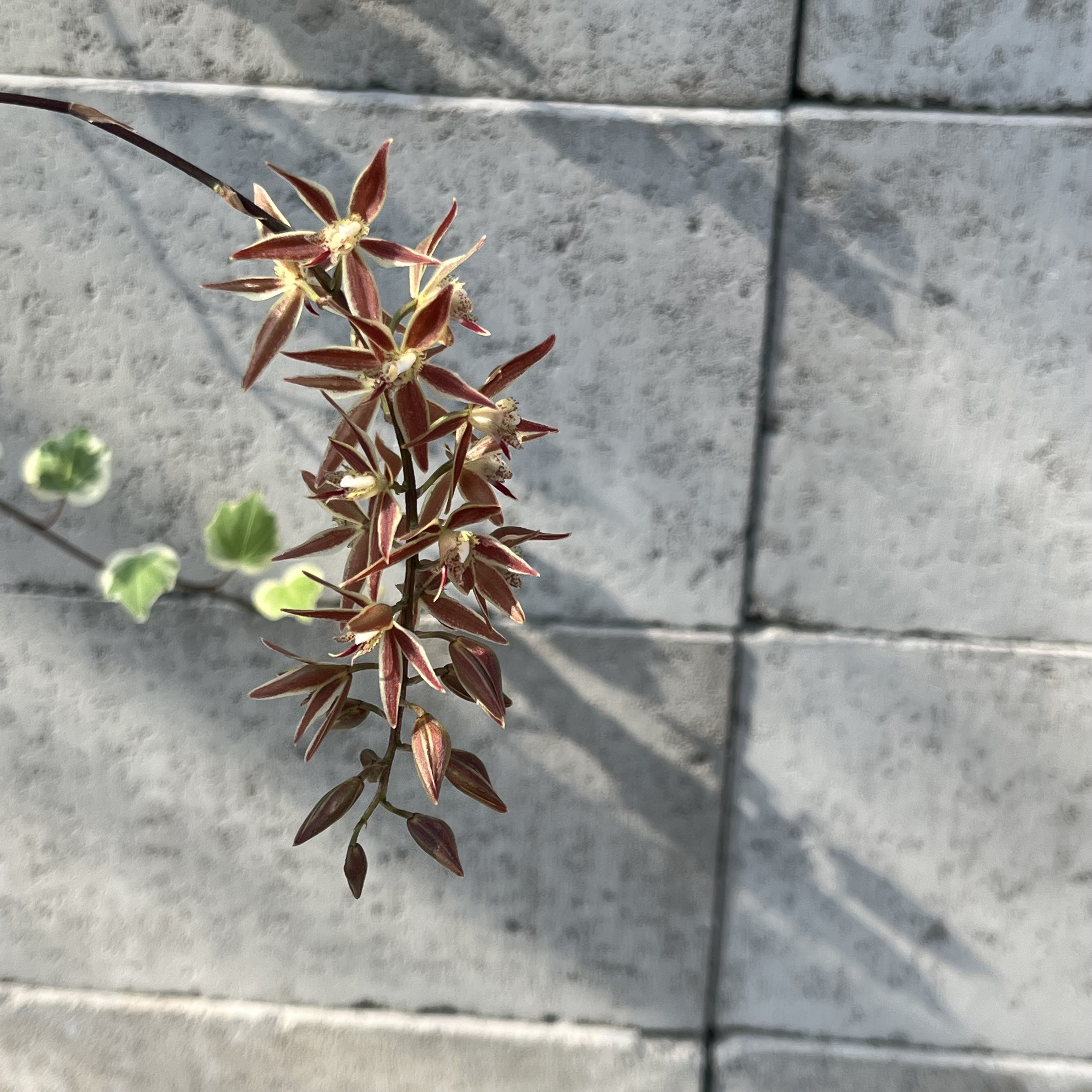 꽃대없음 마크라데니아 멀티플로라 Macradenia Multiflora : 찬란한 오키드