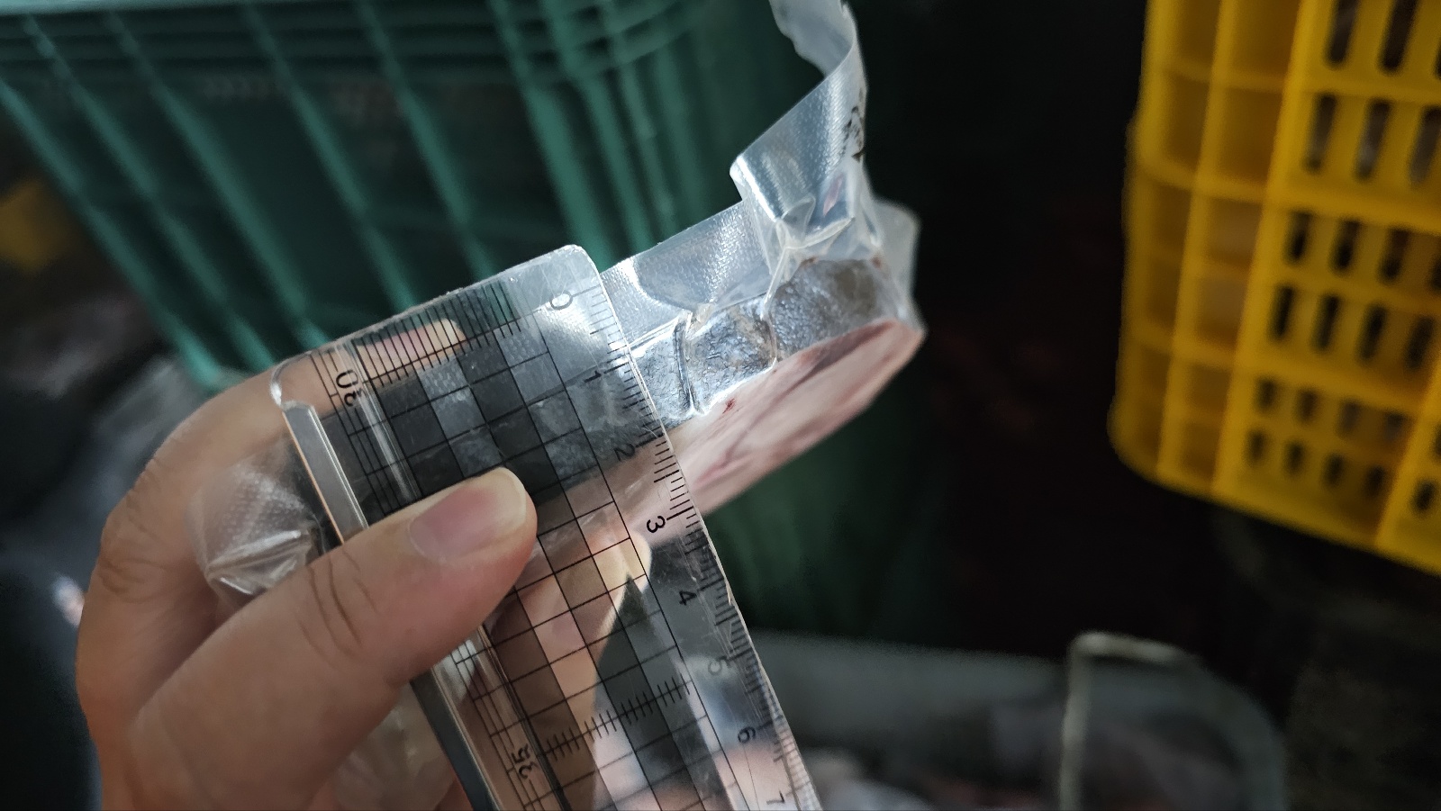 대삼치 스테이크 1kg 삼치구이 필렛 생선구이 삼치요리 펀스토랑 이태곤 : 더좋은씨푸드