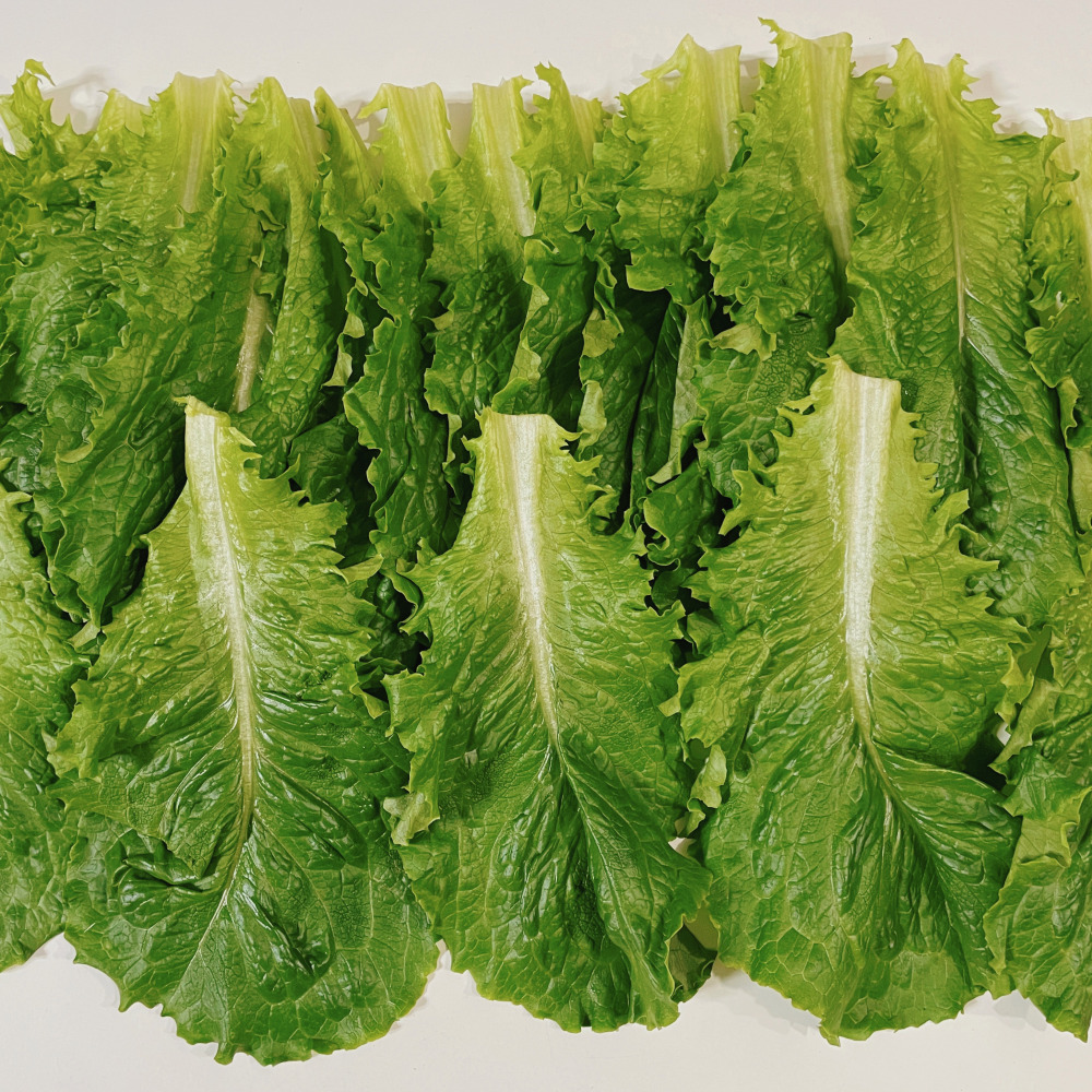 청로메인 2kg 국내산 BOX : 다봄 푸드