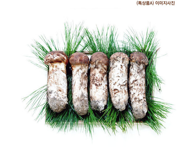 2024년 자연산송이버섯 500g 1박스 (9월~10월30일) 겨울,봄,여름 냉동송이로 배송 : 한국송이산삼