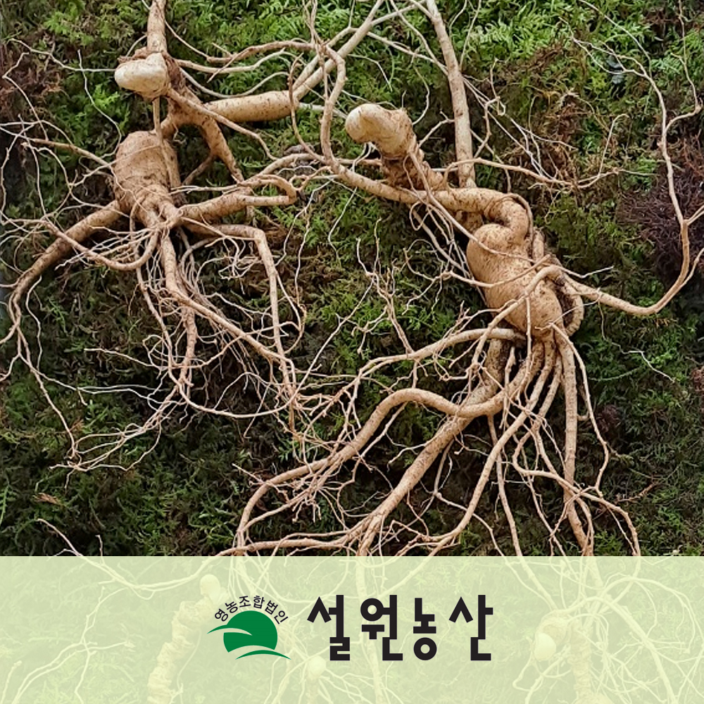 [친환경+저탄소] 강원 산양삼 ,12년근  2뿌리, 장뇌삼,  산양산삼, 직파 씨삼 : 설원농산 영농조합법인
