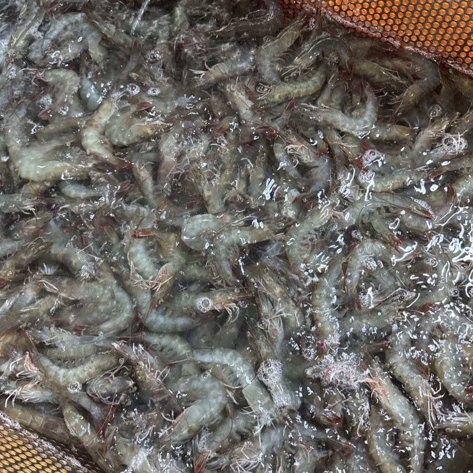 새우 활새우 국내산  신안 친환경 생물 대하 1KG 흰다리새우 제철 왕새우 새우소금구이 : 식탁을 부탁해