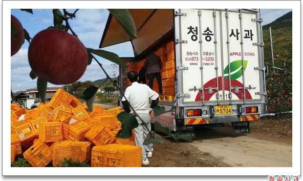 [경북 청송] 산지 직송 부사 사과 5KG 10KG : 한아름 햇살농원