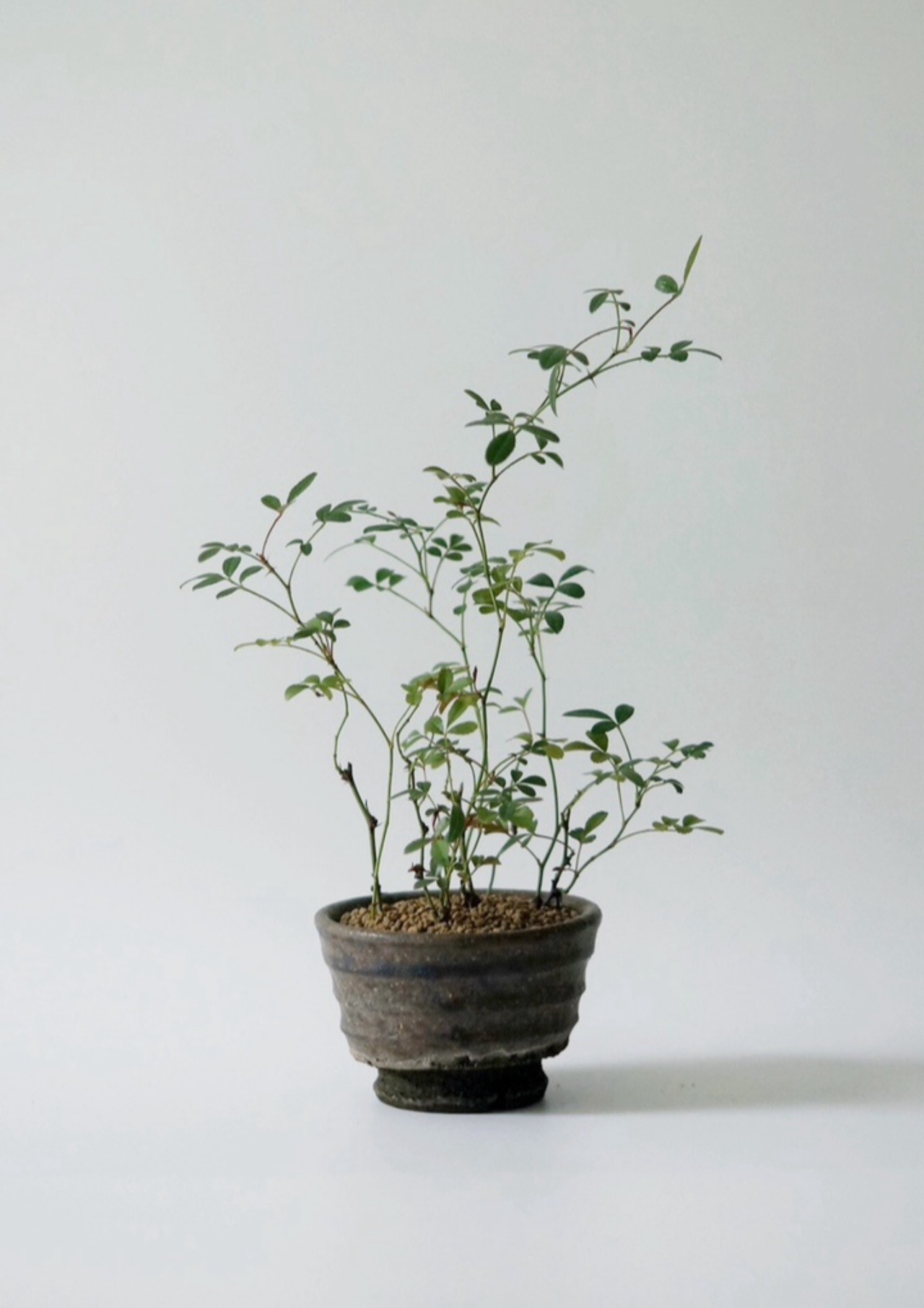 미니 찔레 분재 화분 : 식물작업실 송하