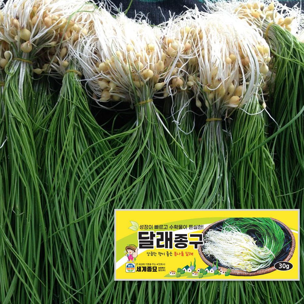 달래씨앗 달래종구 달래 씨 종패 30g : 모종엄마 씨앗아빠