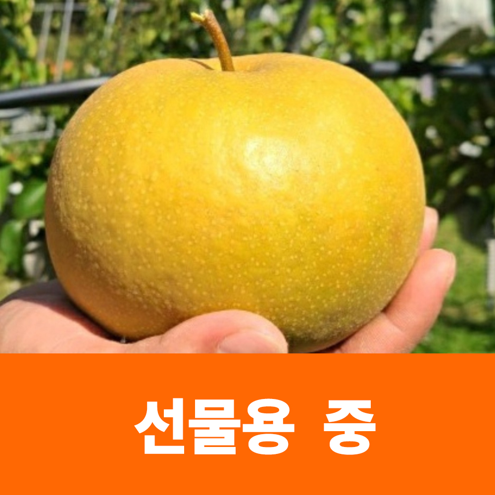 [선물용7.5kg] 배선물용중(9-10개입) / 배꼽있는농산물 : 배꼽있는농산물