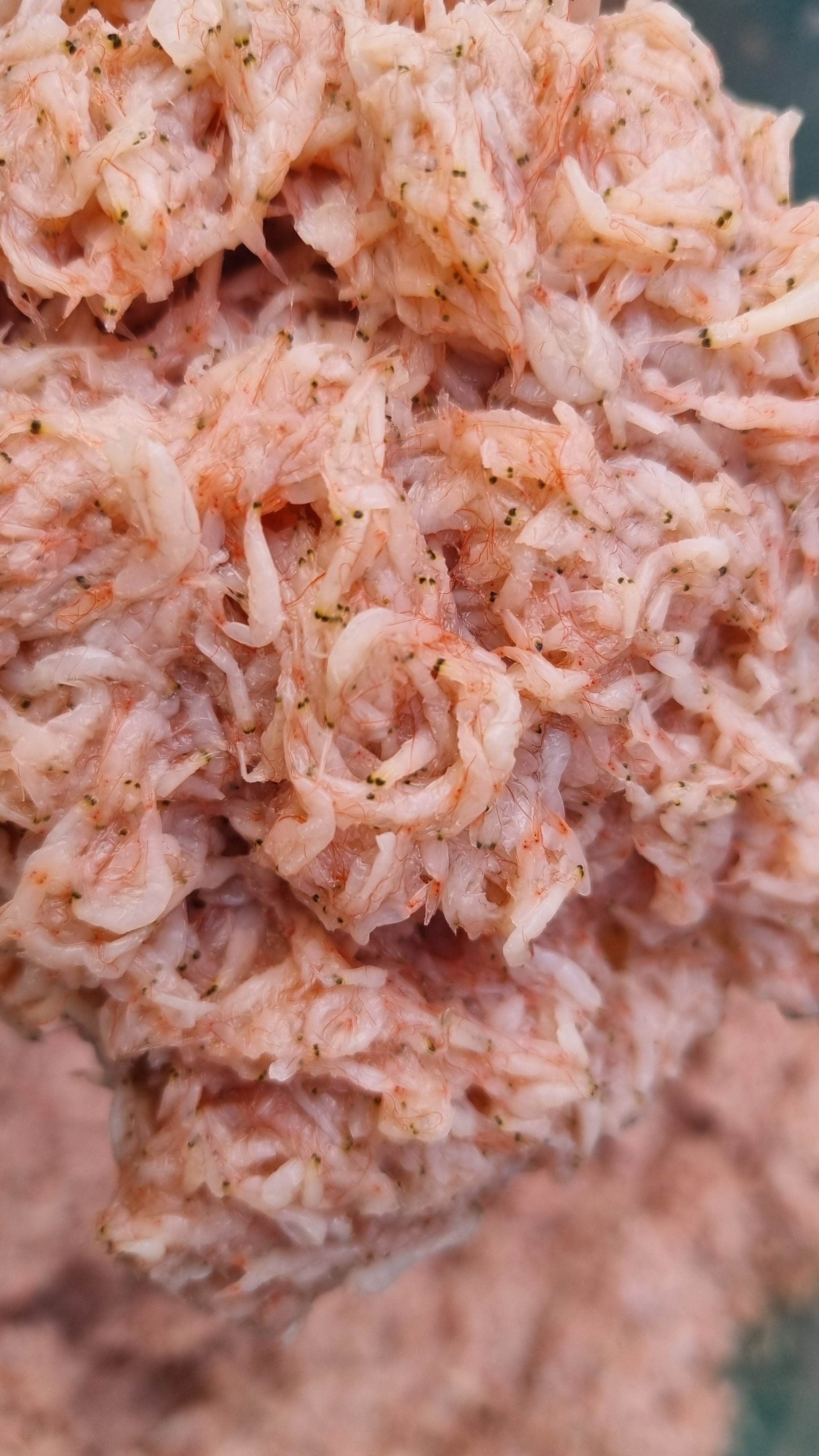 특산품 서천 자하젓1kg 김장용 반찬용 : 맛나젓갈 건어물