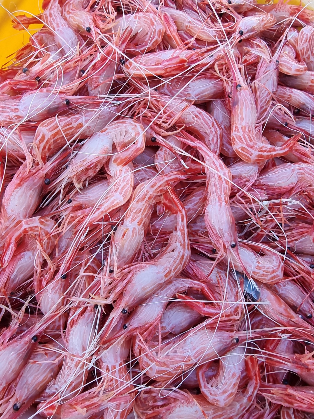 독도산 꽃새우 자연산 살아있는 도화새우 닭새우 500g(25미 내외) : 부산 포항상회
