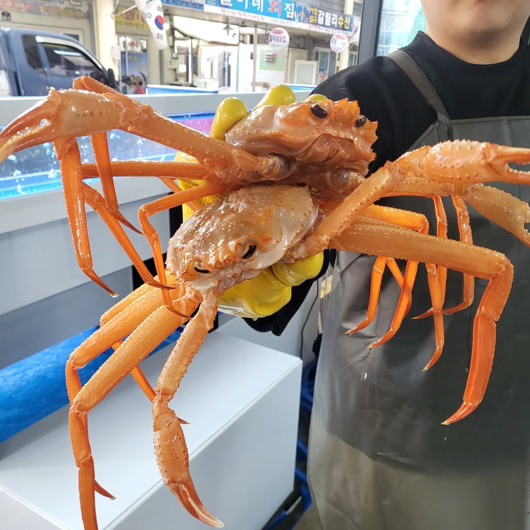 국내산 구룡포 홍게 6kg 무한리필 박달 붉은대게 연지홍게 : 청년 어부왕