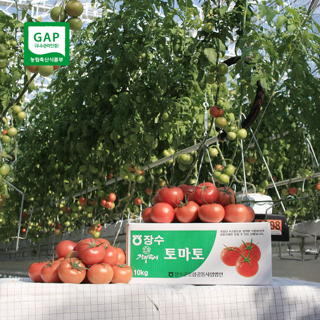 농장 직송 GAP 유럽종 완숙토마토 3kg 5kg 10kg 주스용 요리용 못난이 : 따부푸드