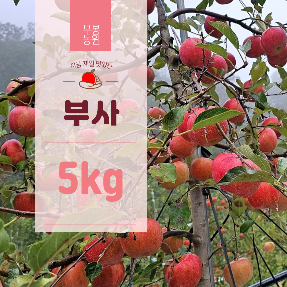 경북 청송사과 달콤한 부사 가정용 선물용 5kg 부사사과 : 청송부봉농원