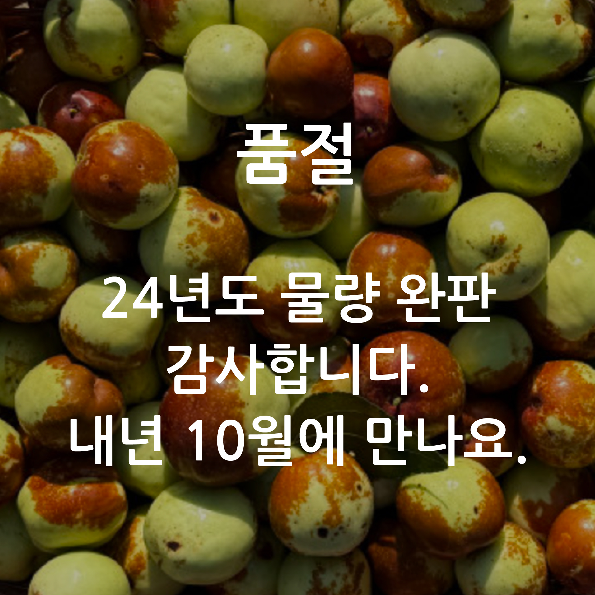 양양 낙산 사과대추 500g 1kg 낙산사과대추농장 : 낙산사과대추농장