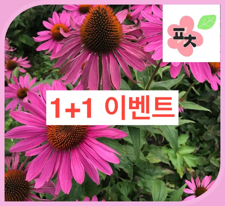 [1+1]에키네시아 자주 씨앗(200립) -에키나 종자씨앗 할인 꽃씨앗 채소씨앗 구근식물 야생화 약초 포천매화동농장 씨앗모음 : 포천매화동농장