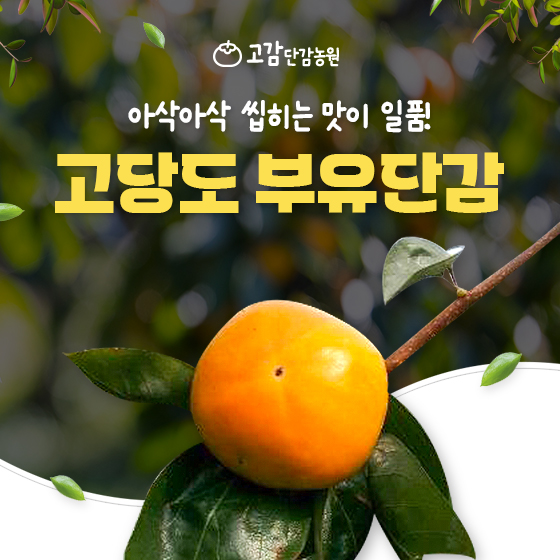 진영 제일의 부유단감 5kg : 고감단감농원