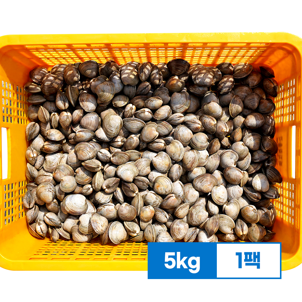 백상합 백합 조개 5kg 활 생합 칼국수 구이 찜 : 벌크푸드