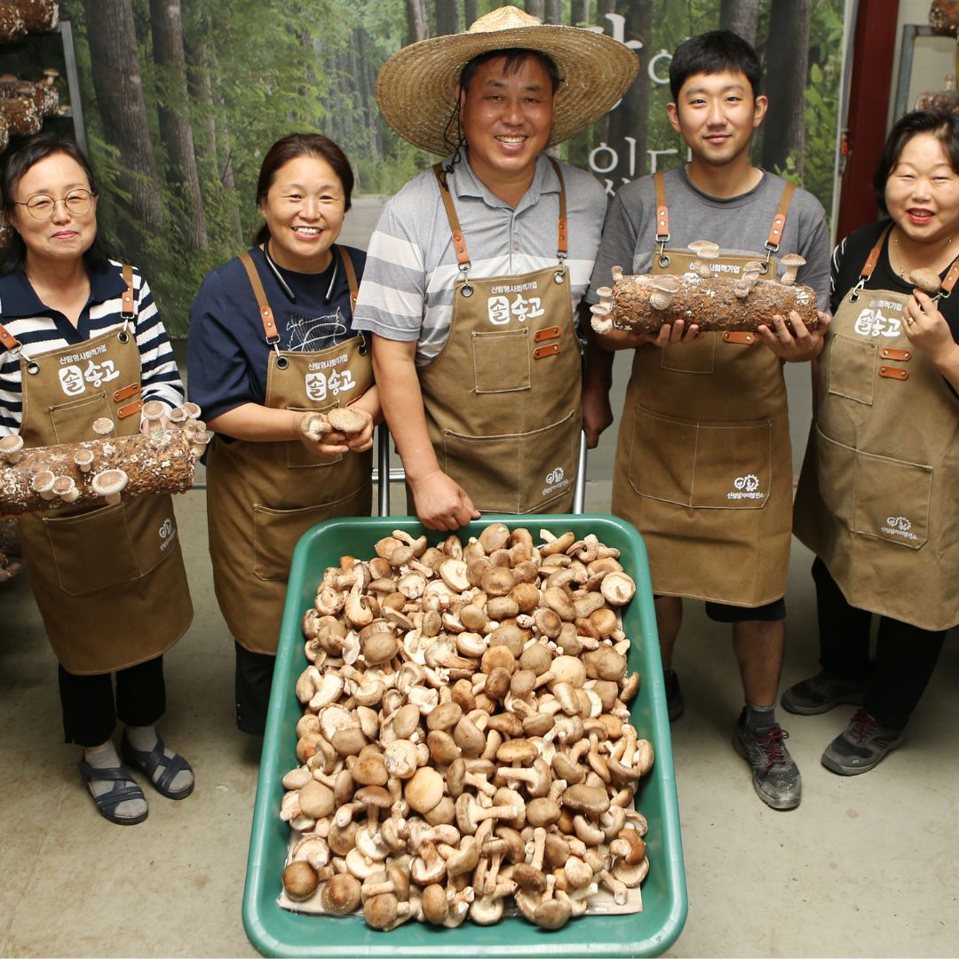 솔송고버섯 파치 4kg 국내산 송이맛 표고버섯 친환경 무농약 대관령 : 강릉표고버섯농장