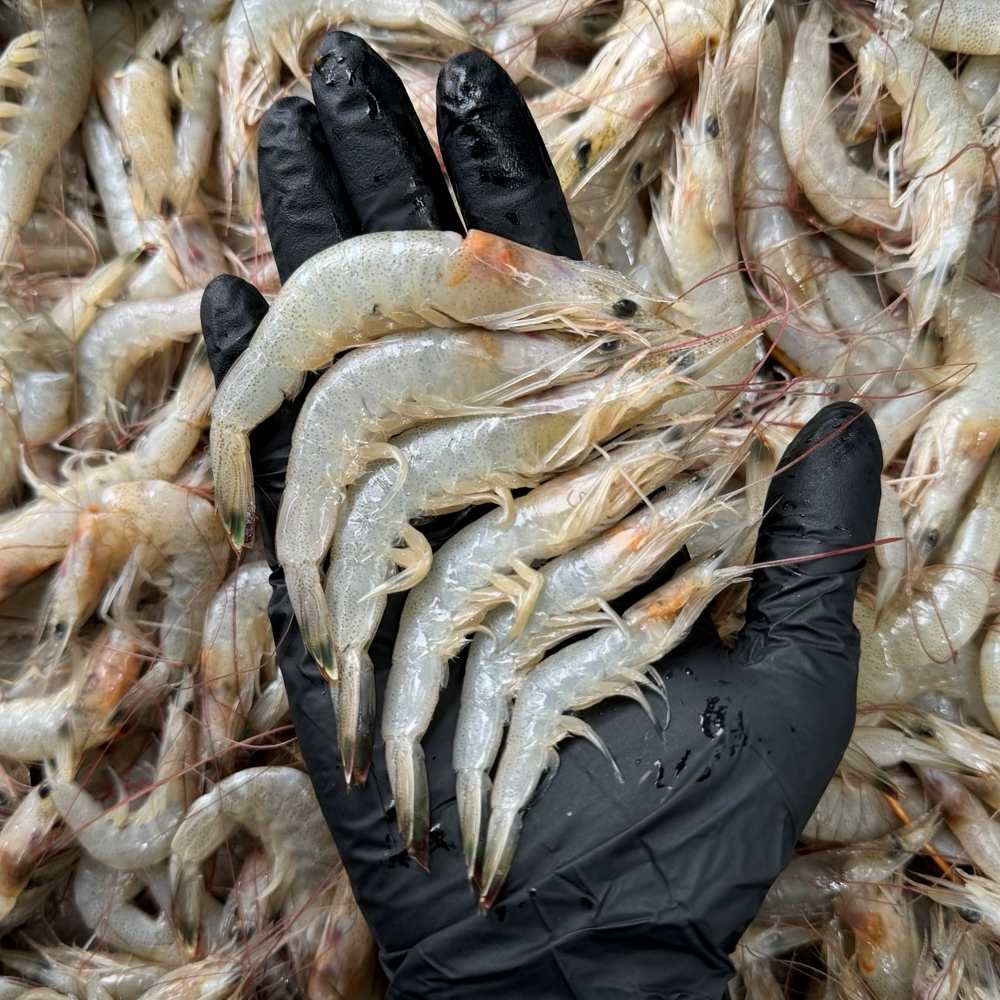 여수 자연산 생물 중하 새우 장 간장 새우장용 1kg 2kg 내외 : 시엘리 마켓