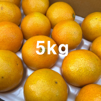 [VIP핫딜] 황금향 과즙뚝뚝 달콤한 5kg : 탁조마켓