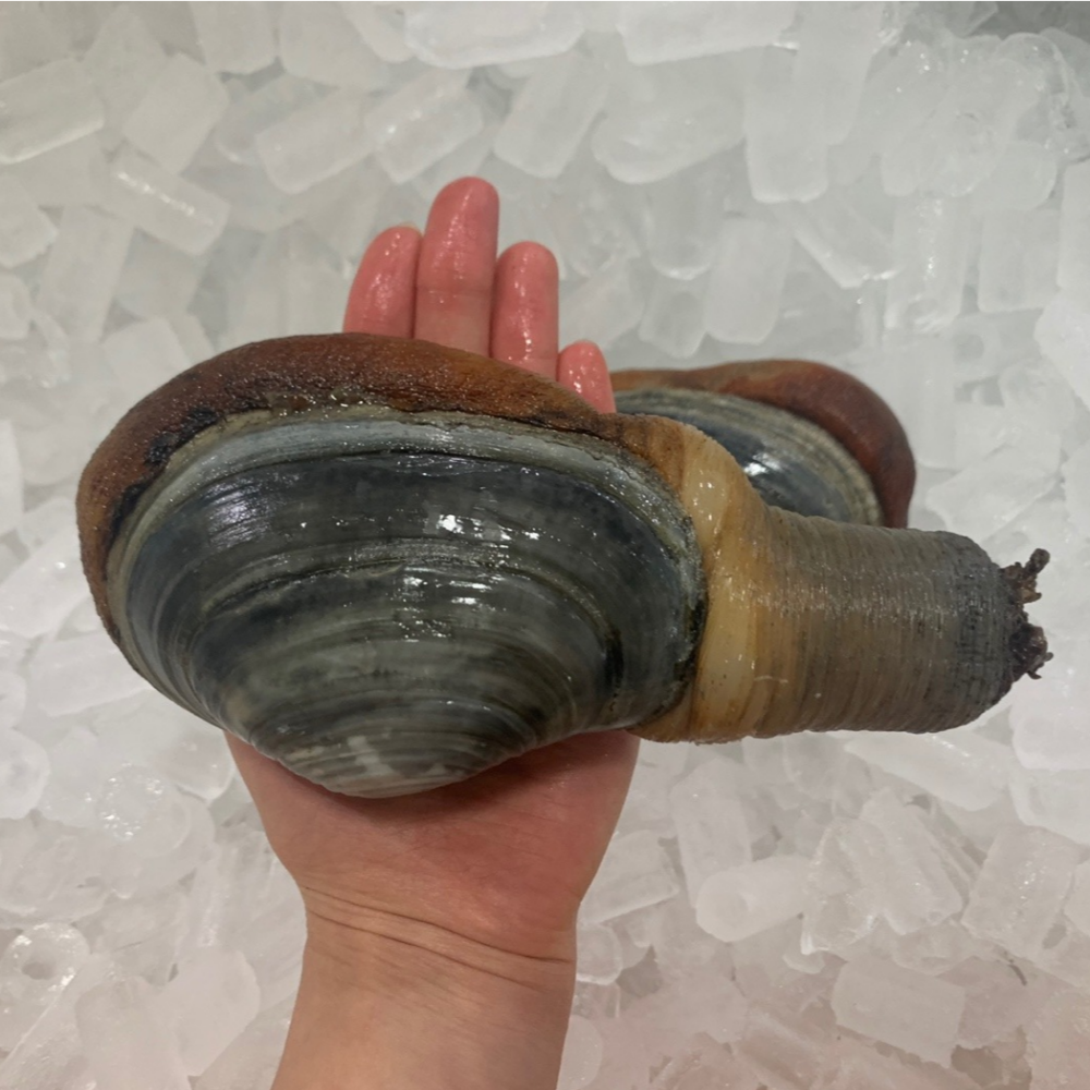 산지직송 자연산 왕우럭조개 우럭조개 1kg 개조개 코끼리조개 : 씽씽농수산