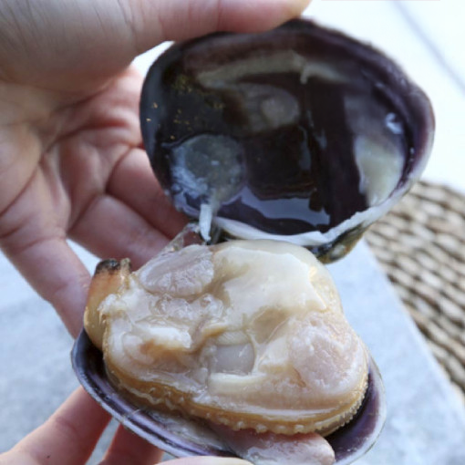 제철 대합 1kg 자연산 생물 개조개 캠핑 조개구이 : 더꽃게
