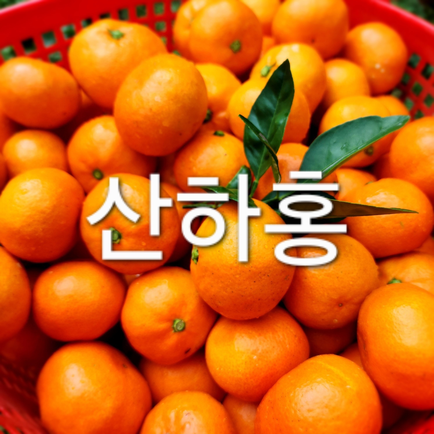 돌코롬농장 제주 산하홍 감귤 고당도귤  붉은귤 빨간귤 산하홍 홍귤 5kg 10kg : 돌코롬농장 천혜향 한라봉