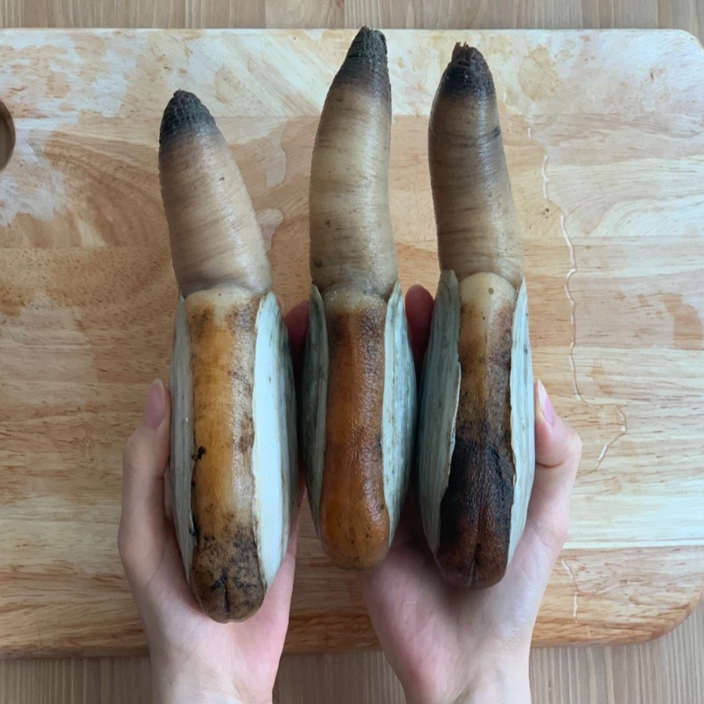 산지직송 자연산 왕우럭조개 우럭조개 1kg 개조개 코끼리조개 : 씽씽농수산