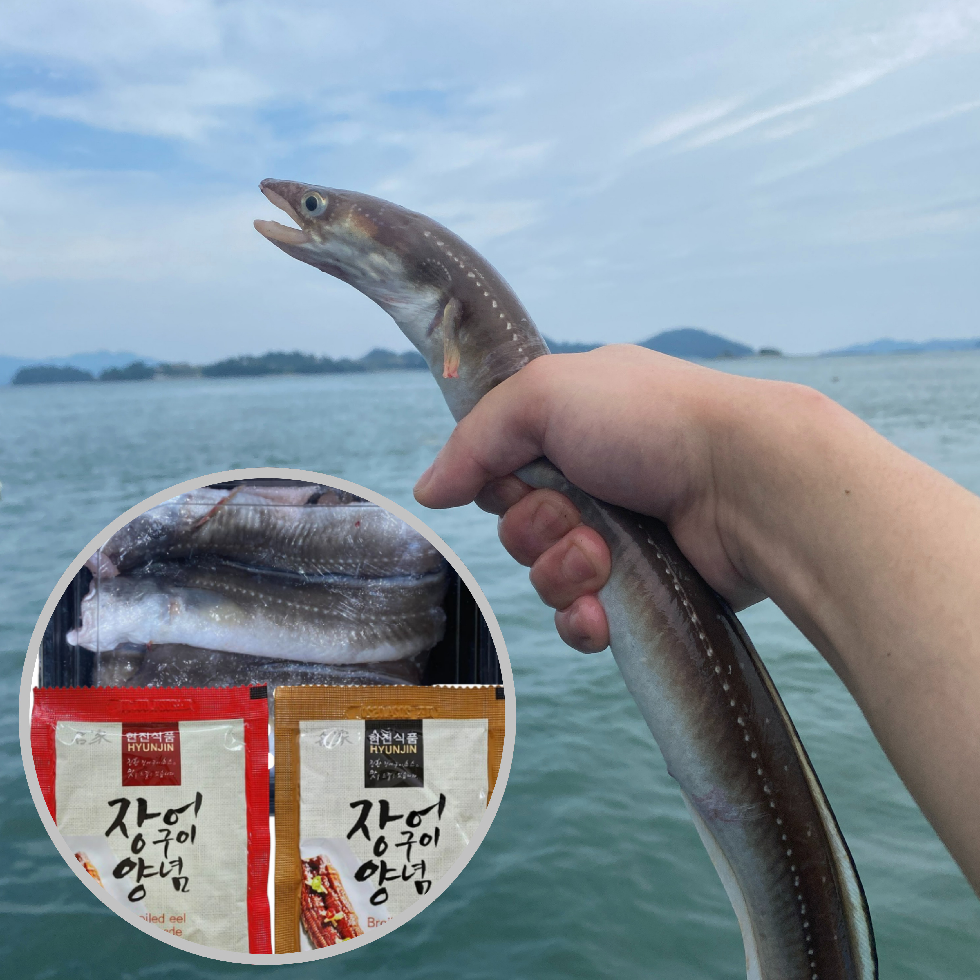 통영 자연산 최상급 바다장어 1kg 붕장어 아나고 장어구이 : 바래길농수산