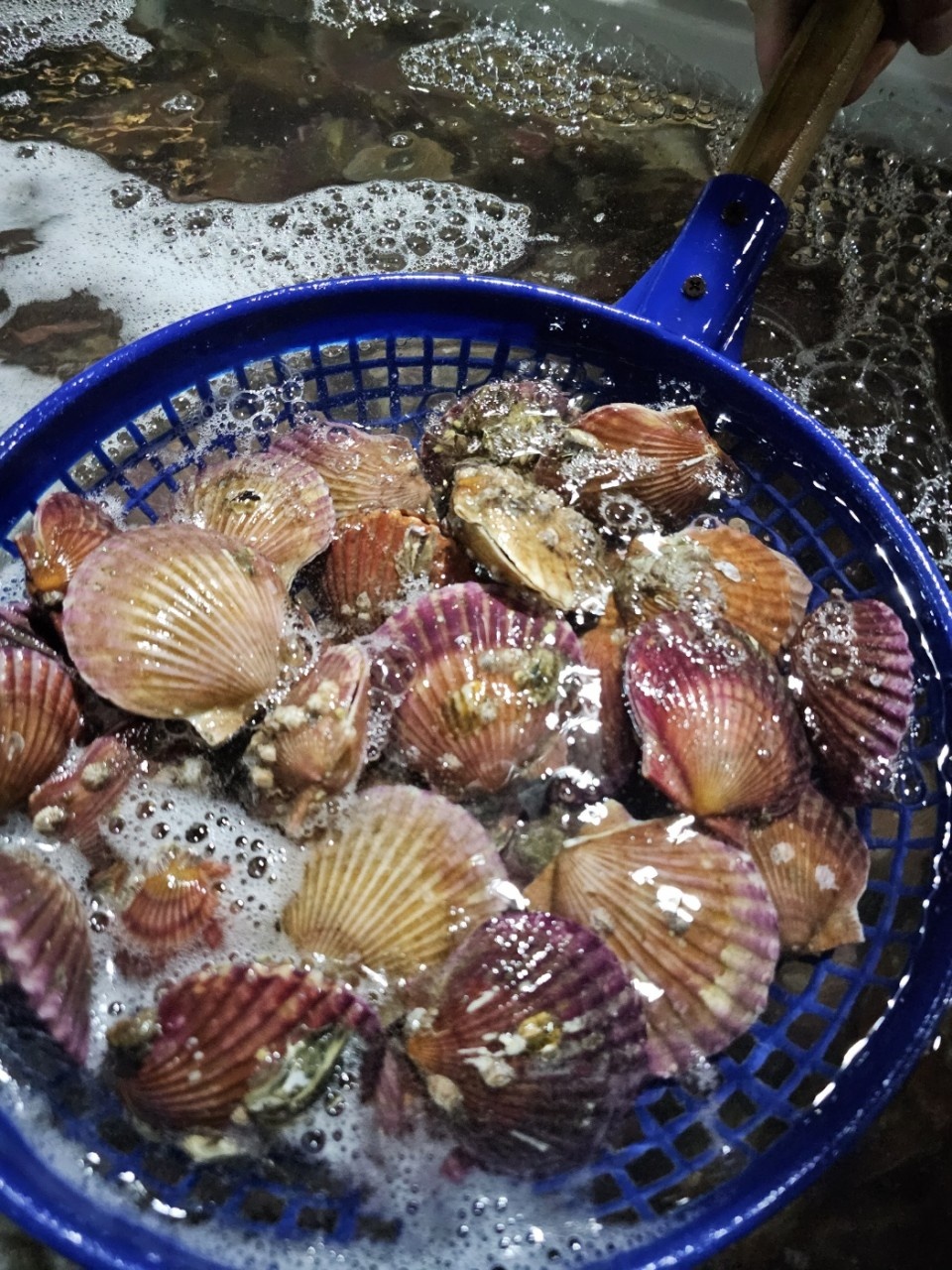 고성 홍가리비 1kg(20미내외) : 연희수산