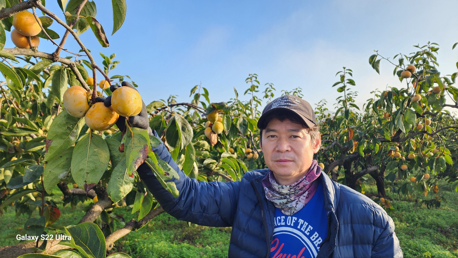 차량단감 아삭함과 달달함의 예술 특10kg 5KG 단감의고장 장성 청정지역 대명농원 : 대명농산물프레쉬팜산지마켓